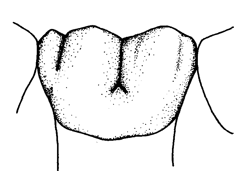 Нижний правый первый моляр